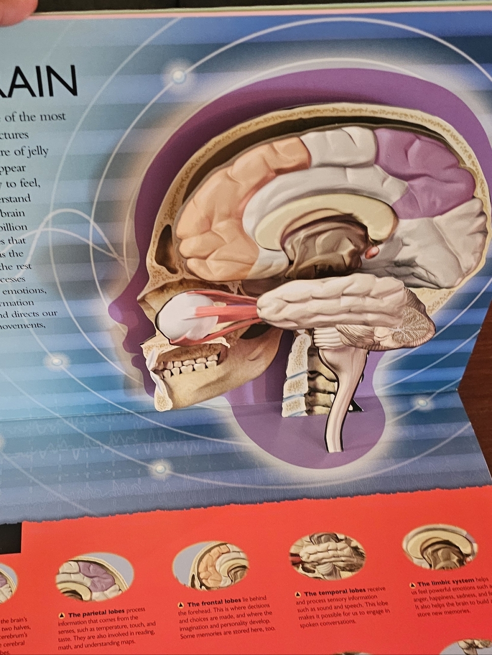 3-D Explorer Human Body Book - Picture 5 of 5